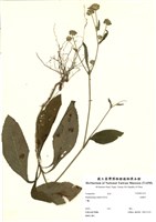 藏品(地膽草)的圖片